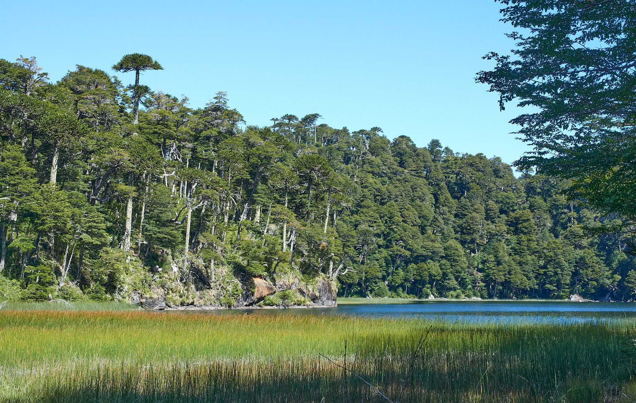 20200317 891 [칠레] 푸콘 우에르케우에 국립공원 트레킹
